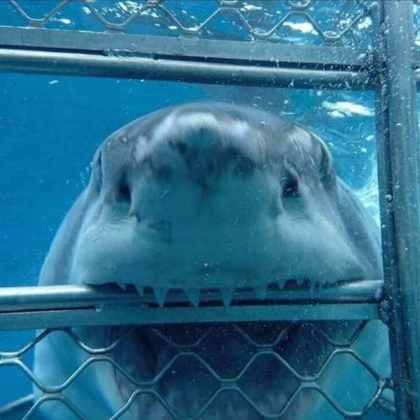 heart4sharks's tweet photo. silly https://t.co/Z4KyGBx5Vz