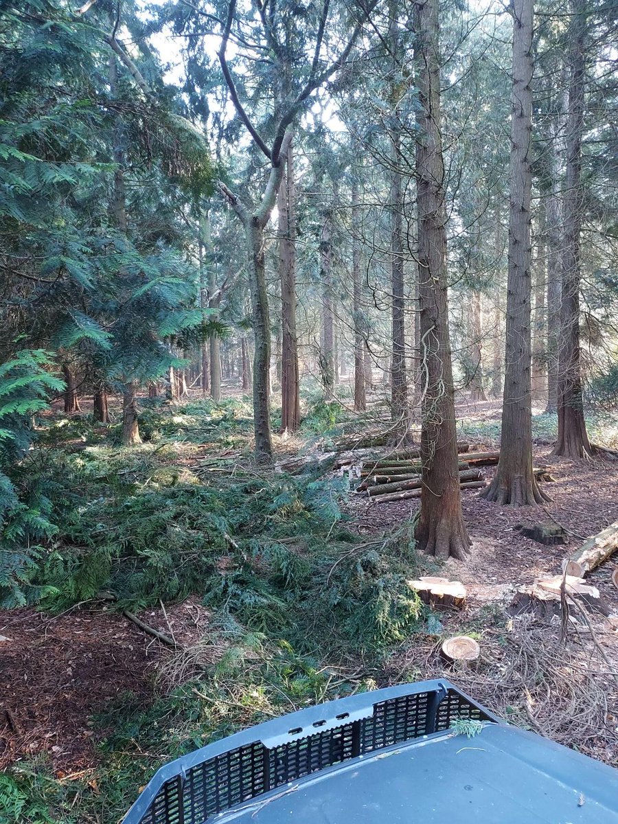 On site this week to check on progress of some lovely thinning <a href="/bradfordestates/">BEPOA</a>. Best practice thinning,  which removes the poor quality trees to allow the best specimens to flourish: increasing their girth and sequestering more carbon.  #staffordshire #shropshirebusiness