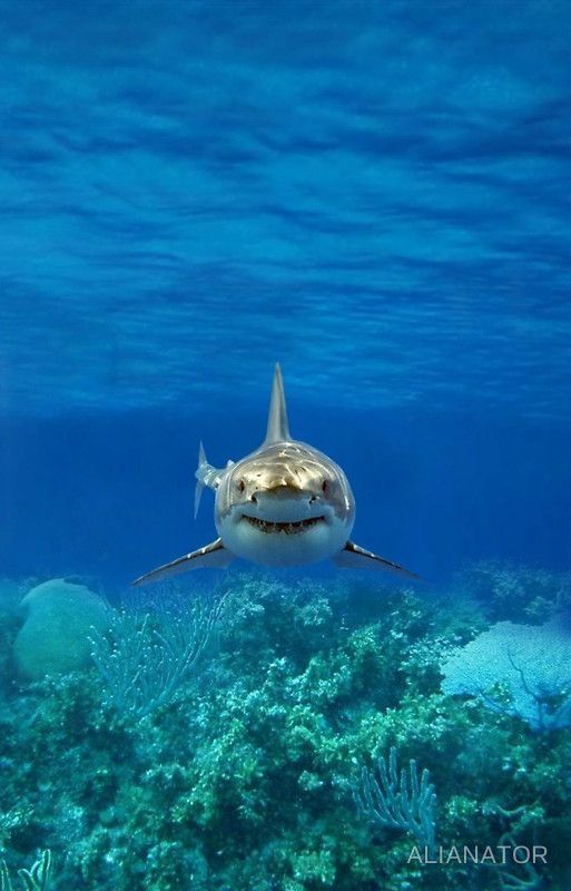 heart4sharks's tweet photo. https://t.co/Z9qiMirMnj