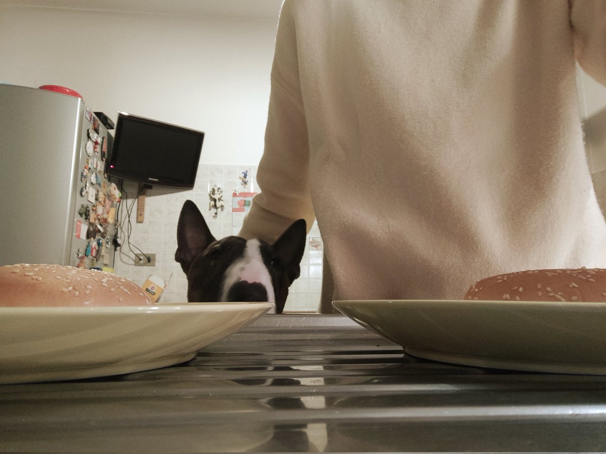 bluele's tweet photo. sous chef Tobia pronto per il burger gourmet, accompagnato da salsa di crocchette 🐶 https://t.co/CBJHXkJOx8