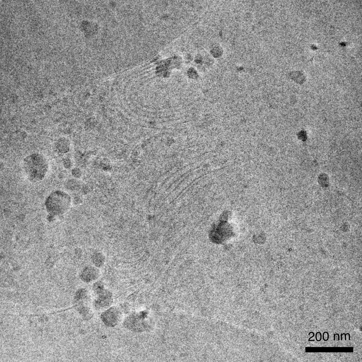 Nice to be back in the lab after the holidays. No contamination, but would be nice to have a 300 kV TEM!
Cryo lamella of Euglena on our <a href="/JEOLEUROPE/">JEOL EUROPE</a> F200 with a <a href="/EAFischione/">Fischione Instruments</a> 2552 autogrid cryo transfer rod, prepared by @Ale_Ca_ on a JEOL JSM 4700F Z FIB SEM + <a href="/LeicaMicro/">Leica Microsystems</a> cryostage