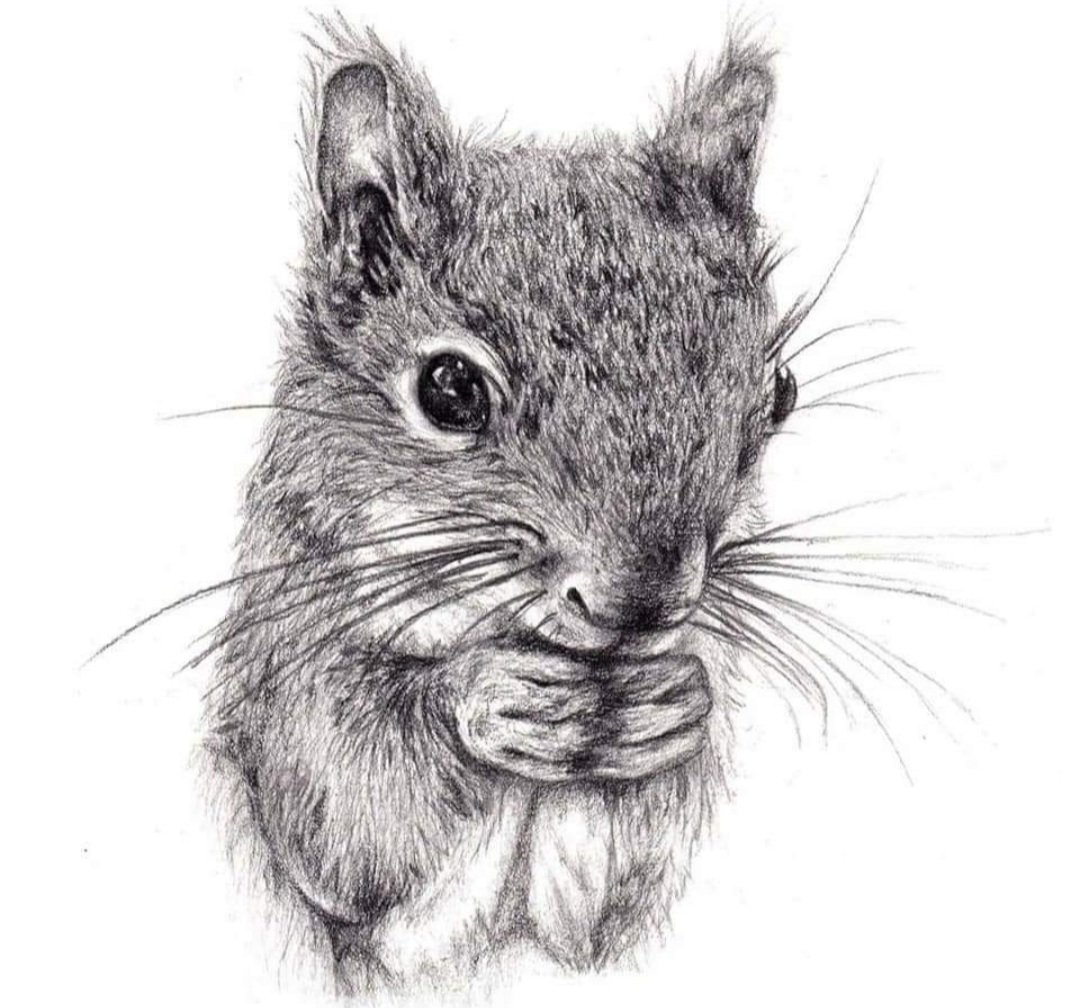 SammiBee2010's tweet photo. Today is Squirrel appreciation day. So to celebrate the awesomeness of these lovely little creatures....here's a few of my squirrel drawings :)

#squirrelappreciation #squirrels #redsquirrels https://t.co/SXBFJvKnme