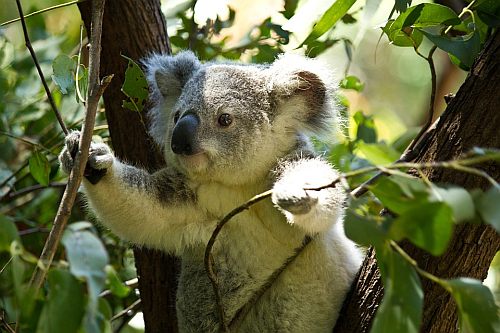 YVRdeals's tweet photo. Australia announces they will start accepting rapid antigen tests for entry.  Yes, Australia.  Come on Canada, it's time.  @KindrachukJason  @MariekeWalsh  @timetotravelca @sophiaharriscbc @PerrinBeatty @potter_beth   https://t.co/RENgKtNTGo https://t.co/jaZFofyeiX