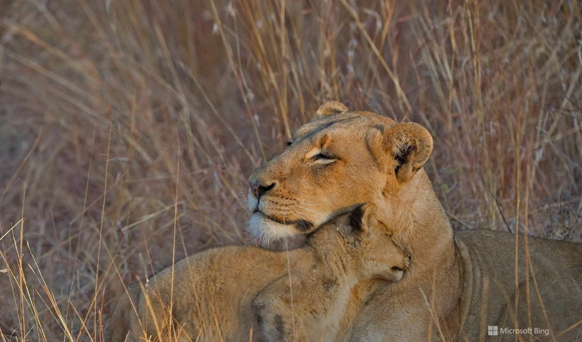 SatwantBee's tweet photo. Today's #BeautifulBingPics for your #wellbeing is all about the love in Nature... Awww!😍🥰😘 https://t.co/HrHRU7yQsX