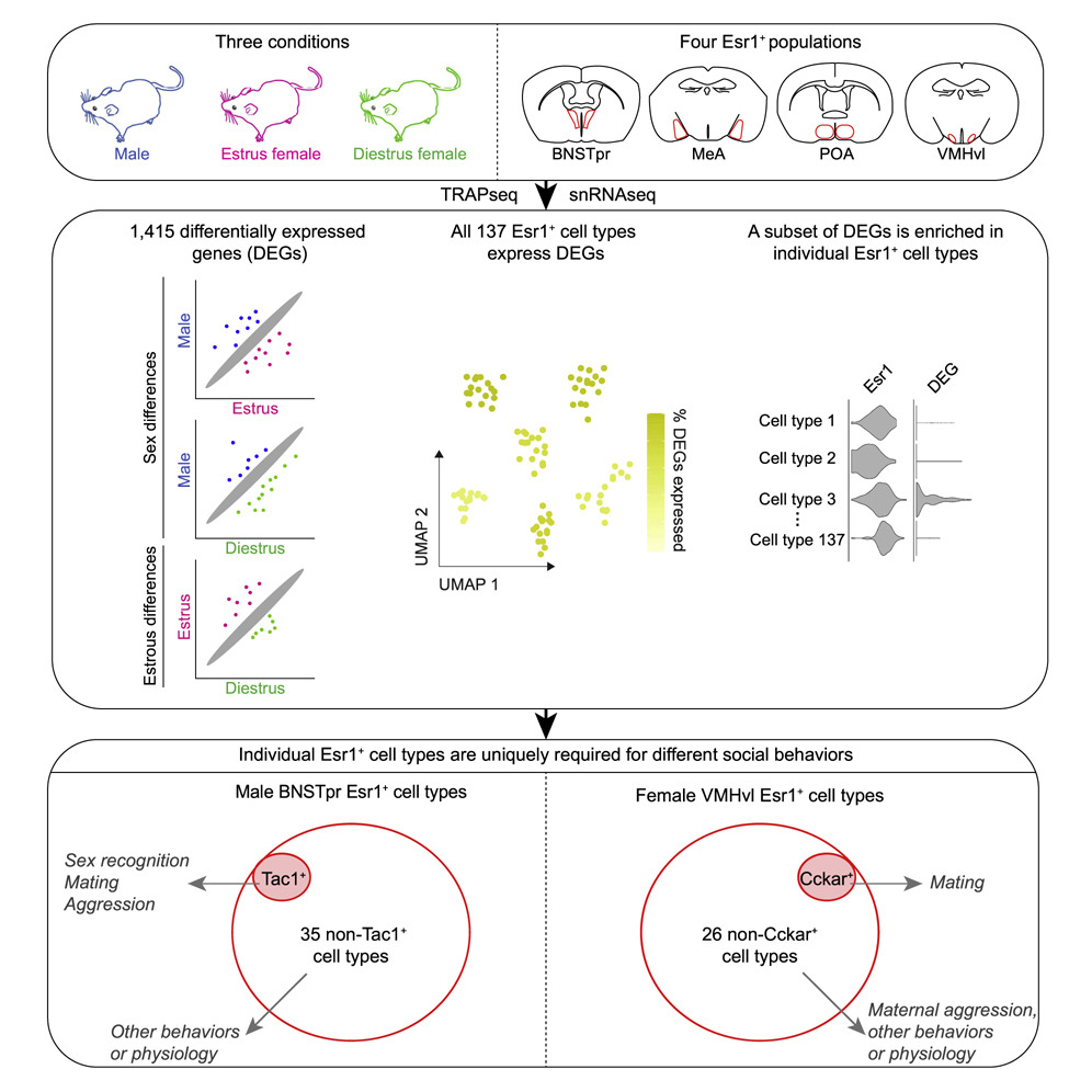 isciverse's tweet photo. Online NOW | Cell
Projection and functional specialization of #dimorphic #CellTypes enables sex #hormone-responsive populations to regulate diverse #Social #Behaviors.
https://t.co/6BR4itgfDv https://t.co/nVwshyH0aw
