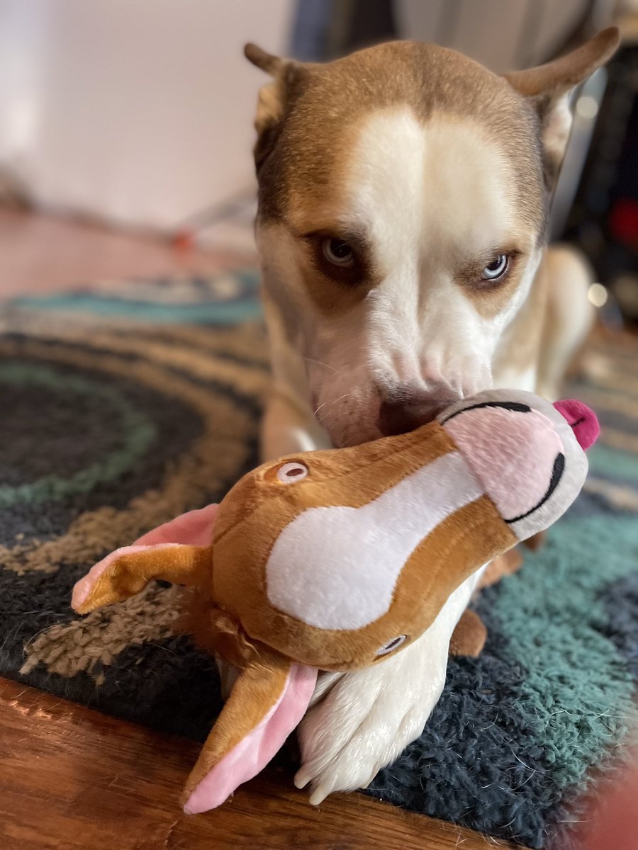 DerekMears's tweet photo. If I find this in my bed, my dog is definitely in the Mafia.
#CharlieAtari #Boxsky https://t.co/HDMktp9Ot5