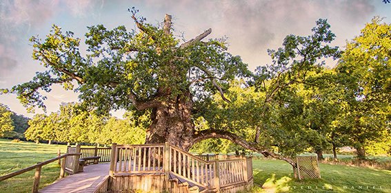 VDanielF's tweet image. L'hiver, on a souvent du mal à imaginer les paysages d'été. Il faut alors reprendre une photo pour se remémorer. Le chêne Guillotin à Concoret. Photo ©Brocéliande spirit