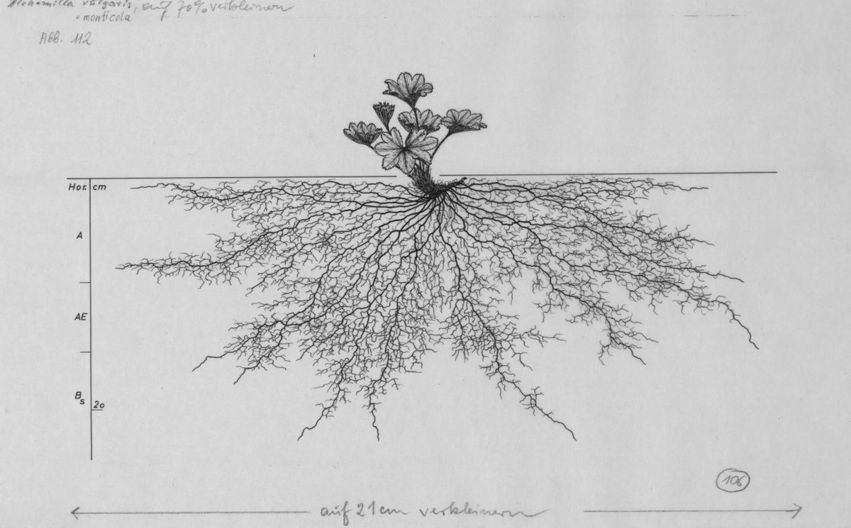 I root com. Дуб корневая система глубина. Строение корневой системы дуба. Корневая система дуба рисунок. Корневая система дуба схема.