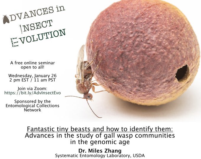 EntCollNet's tweet photo. "Fantastic tiny beasts and how to identify them” 🔎 🧬 Join @ymilesz to learn about advances in the study of gall wasp communities.

📆 26th January, 2pm EST/ 11am PST.

This is the first seminar in the exciting new @AdvInsectEvol series:
➡️ https://t.co/2wEcffdsPe https://t.co/GorE38Me30