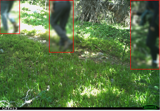 Mitch Fennell (@fennell_mitch) on Twitter photo Buried under a mountain of #CameraTrap images? Ever wondered how #MachineLearning might help speed up image classification? In our (<a href="/cole_burton/">Cole Burton</a> <a href="/Chris_Beirne/">Chris Beirne</a>) new pre-print, we test an open-source model (#MegaDetector) on a recreation ecology dataset: biorxiv.org/content/10.110… Buried under a mountain of #CameraTrap images? Ever wondered how #MachineLearning might help speed up image classification? In our (<a href="/cole_burton/">Cole Burton</a> <a href="/Chris_Beirne/">Chris Beirne</a>) new pre-print, we test an open-source model (#MegaDetector) on a recreation ecology dataset: biorxiv.org/content/10.110…