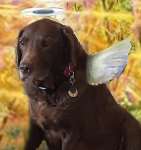 JinJinDoggy's tweet photo. Here on left, just below #AngelJeego is #AngelRuby @poppy_dog . #AngelGang wraps our wings around her and will keep her safe. She is now with #AngelPoppy, #AngelDarcey and all her pals & family. Big hugs to Mama Jayne. https://t.co/Mp6EWgYxws