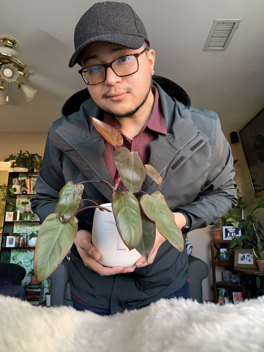 plantymike1005's tweet photo. Philodendron Thread Alert 🚨
In celebration of Philo. Friday, let’s see those beautiful philodendron.
Happy Planting!!!
#happy #philodendron #thread #planttwitter #plantdaddy #FridayFeeling #philofriday https://t.co/D1mecuLqhx