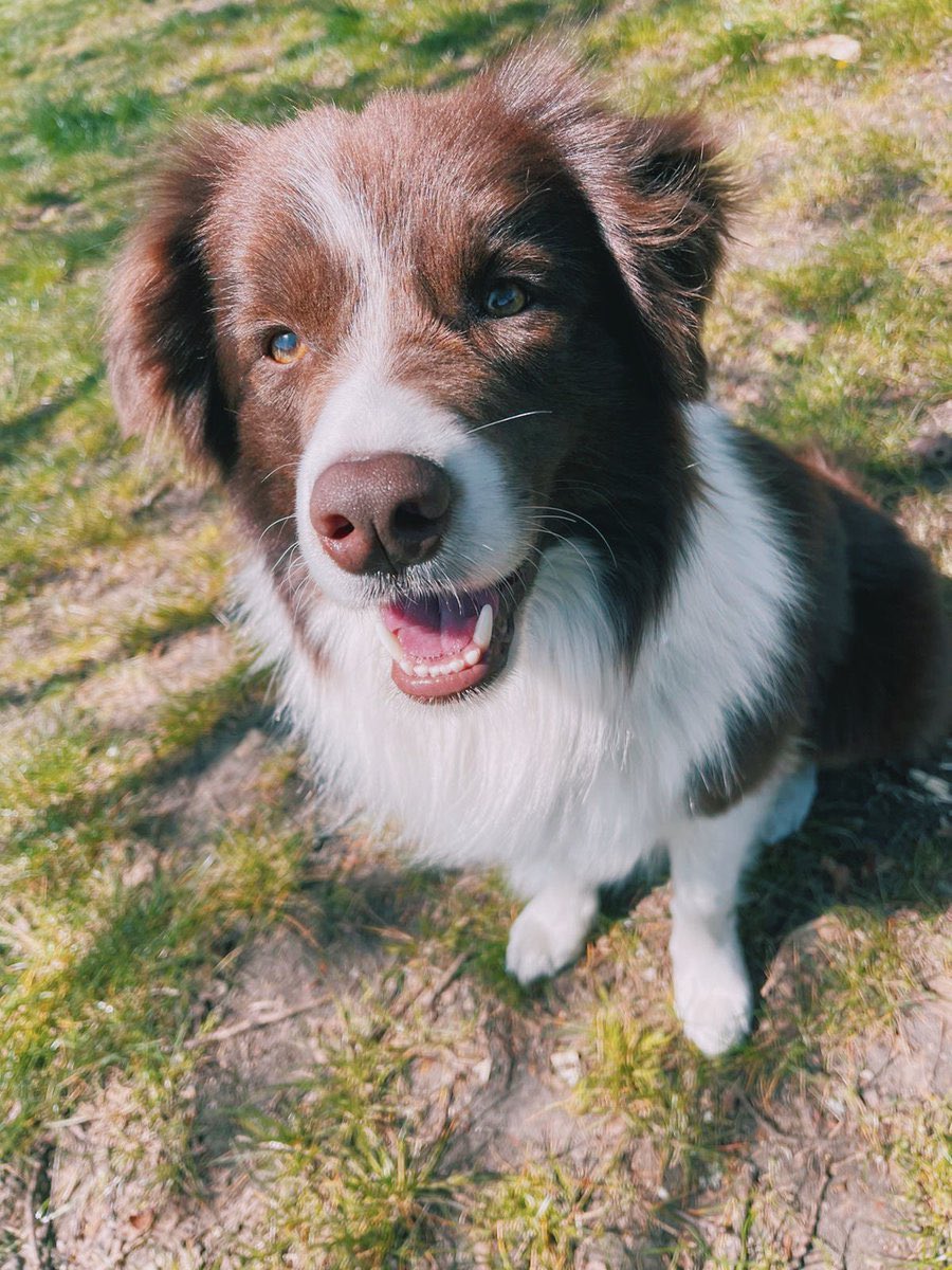 Must Pop tweet media