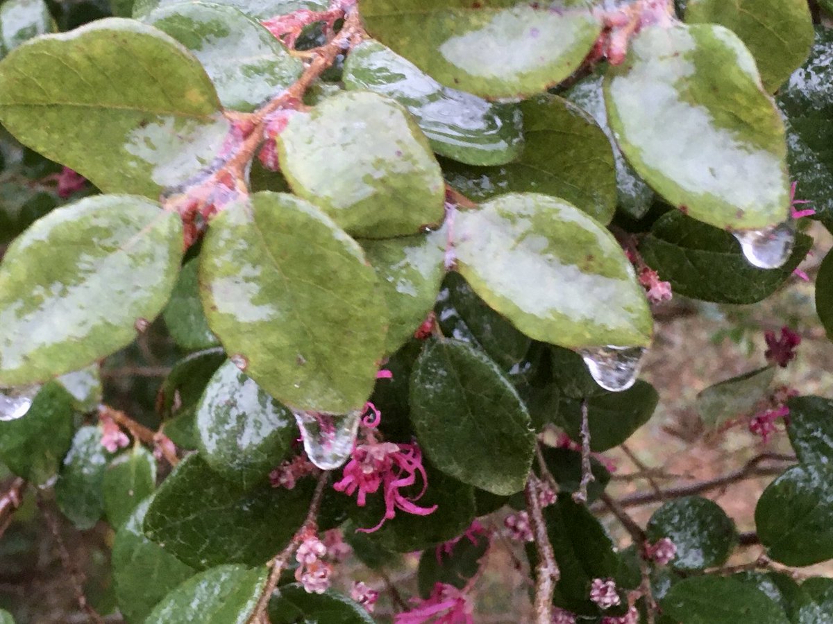 CherylCCNT's tweet photo. Ice covers the leaves of this bush in the yard of a Broad Creek resident Friday afternoon as a winter storm impacts Carteret County with freezing rain. (Cheryl Burke photo) https://t.co/nXRrpGWn9r