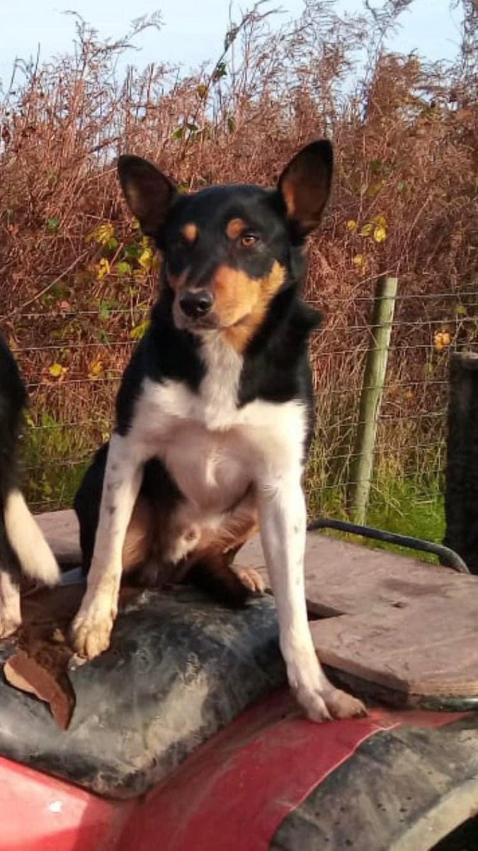 🐕 MISSING BUSTER 🐕 
Help me find my boy: Buster 

Tri-coloured smooth hair working #collie (looks a lot like a Kelpie) 
2.5yrs old 
Went missing from our farm in Black Dog, Crediton, MID DEVON EX17 on Saturday 4th December 2021

facebook.com/groups/1015070…