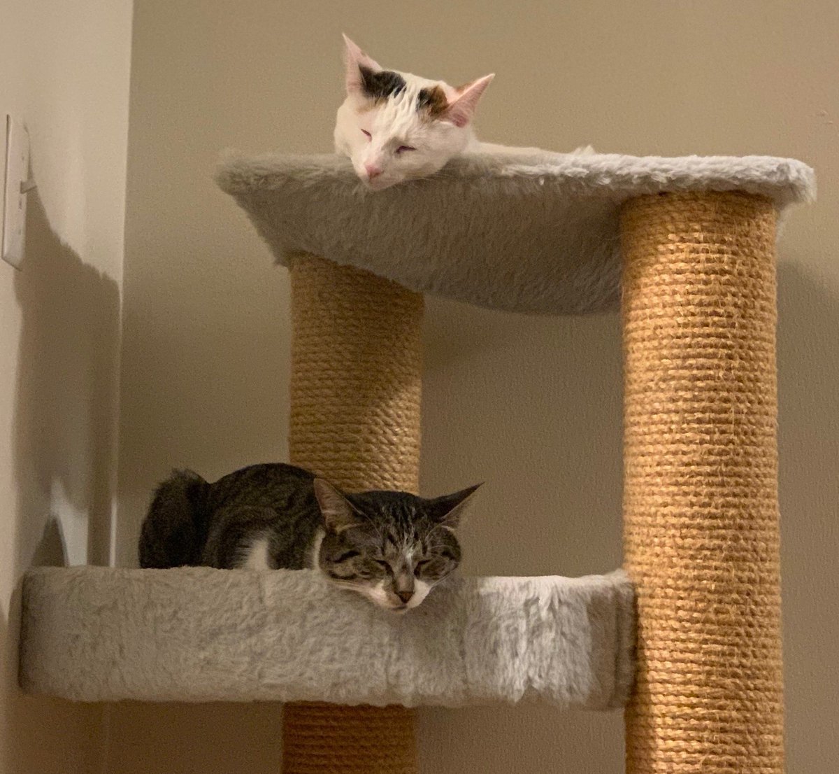 Guess who is sleeping soundly in their new FOREVER home? Cardi and Tofu are! 🎉
These beauties have captured the heart of their foster mom, and she decided to give them a permanent home. How lucky is that?! 
We wish Cardi, Tofu a lifetime of snuggles and silliness! 😸