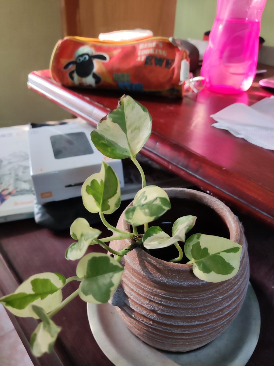 Deepthi Ann Thomas tweet media