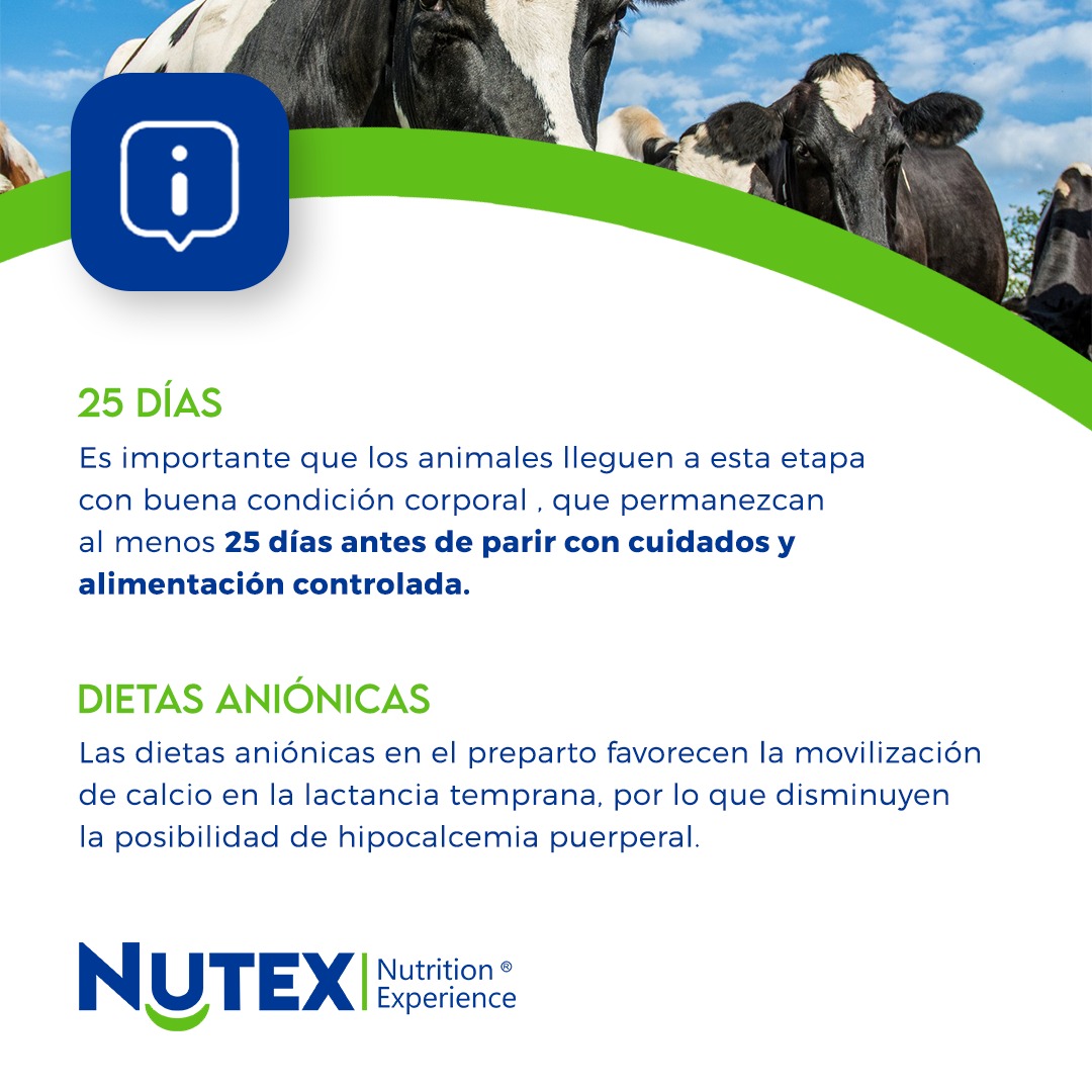nutex_uruguay's tweet photo. Durante la gestación, las vacas tienen necesidades particulares. Te acompañamos con todas las herramientas que mejoran tu producción. #nutex #produccionagropecuaria #asesoramiento https://t.co/diHuF8dPHJ