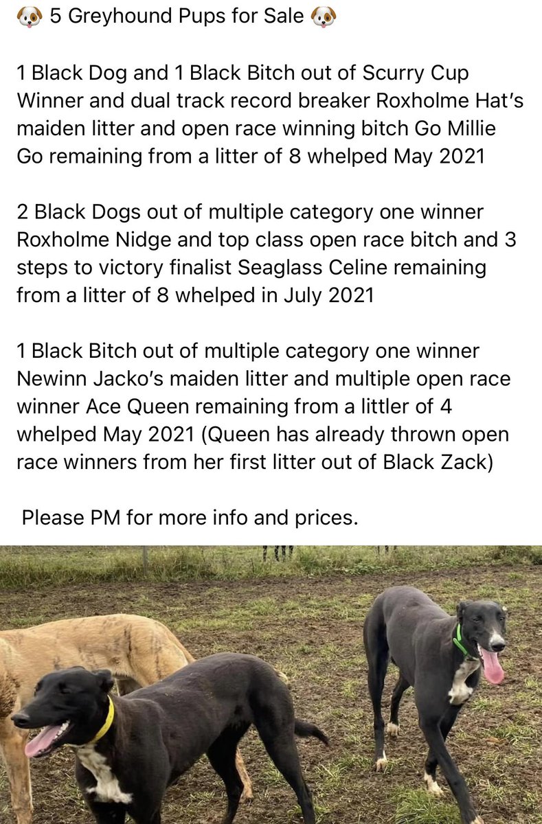 Jamiekingsley10's tweet image. The following pups are for sale DM for more details ⬇️⬇️⬇️