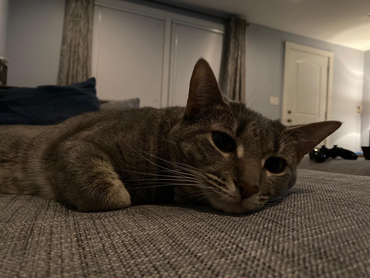 KittyOfTD's tweet photo. Today's kitty of the day is Touka!

She's very energetic.. she likes to chase her own tail + burrow under blankets! Touka is not very cuddly but loves to just be in the same room with you!

#CatsOfTwitter #CaturdayEve #CatOTD https://t.co/AX5US3wq68