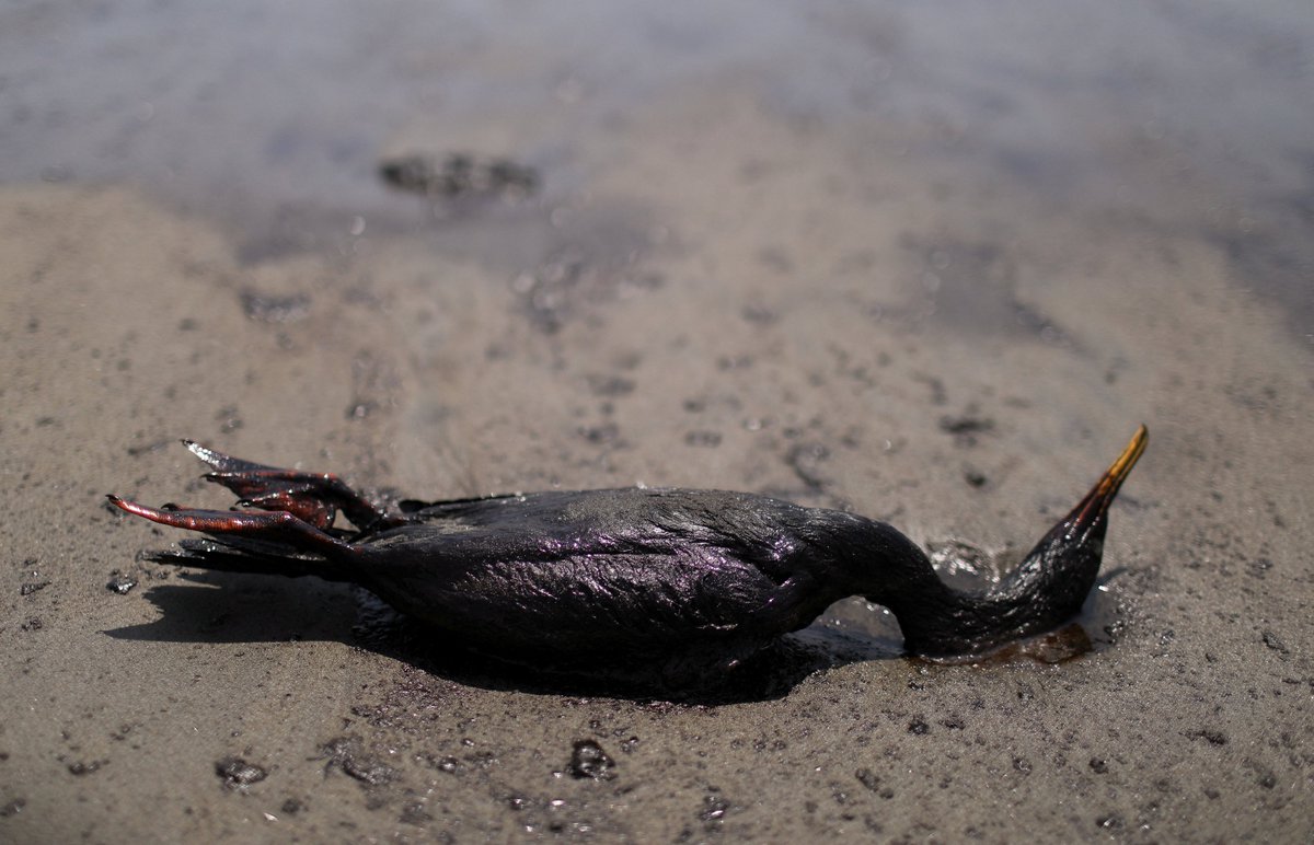 ajplus's tweet photo. 21 beaches in Peru are covered in oil after a refinery leaked 6,000 barrels. Dead birds are washing up on the coast, and fishermen say: "Everything has the smell of death."

Refinery owner Repsol blames the tsunami from Tonga's volcanic eruption and claims it is not responsible. https://t.co/piRwArJggs