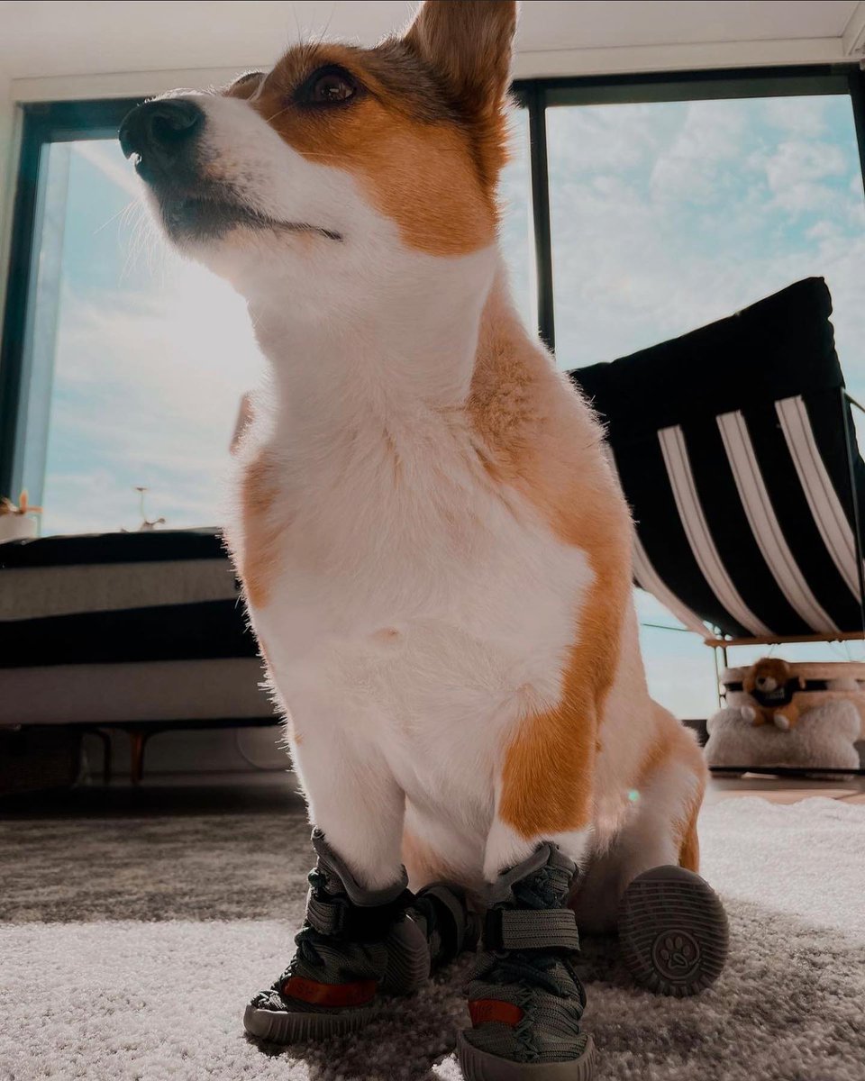 The first and original sneaker for dogs 🔥: