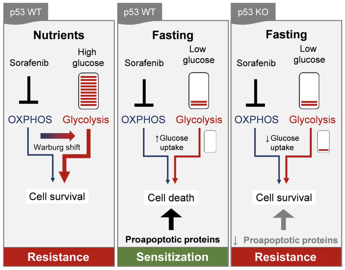 ScienceAdvances's tweet photo. Fasting may improve the effectiveness of a liver cancer drug—and could even prevent cancer cells from becoming resistant to it—according to a new study in human cell lines and mice. https://t.co/Or78lRzzZR https://t.co/YndGPPvGwj