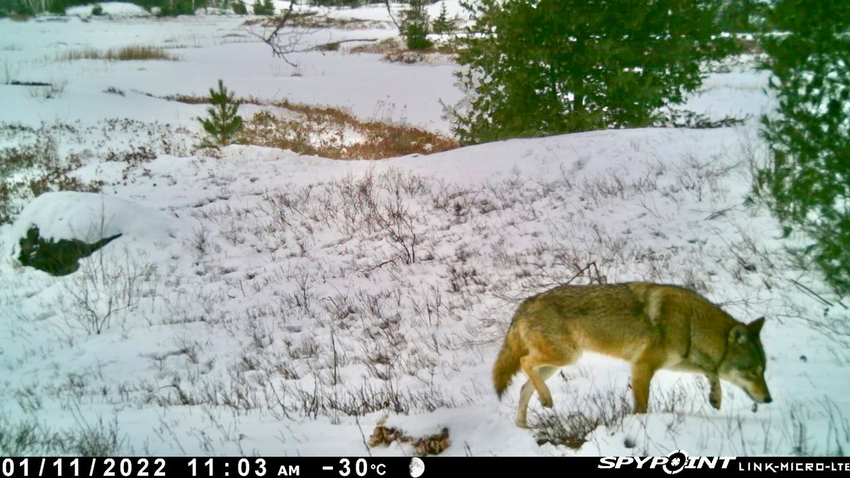 SpypointCamera's tweet photo. The cold weather and snow sure made this coyote pop on camera!
πΈ: Dale Mathias
#coyote #predatorhunting #spypoint #whyispypoint #spypointtrailcameras #spypointcameras #trailcamera #gamecamera #scoutingcamera https://t.co/PyffUjH4XE
