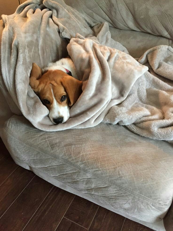 NyoGermany_aph_'s tweet photo. Hoy parece tener mucho frío... Niedlich. 🐶 https://t.co/bhNbfLIRtr