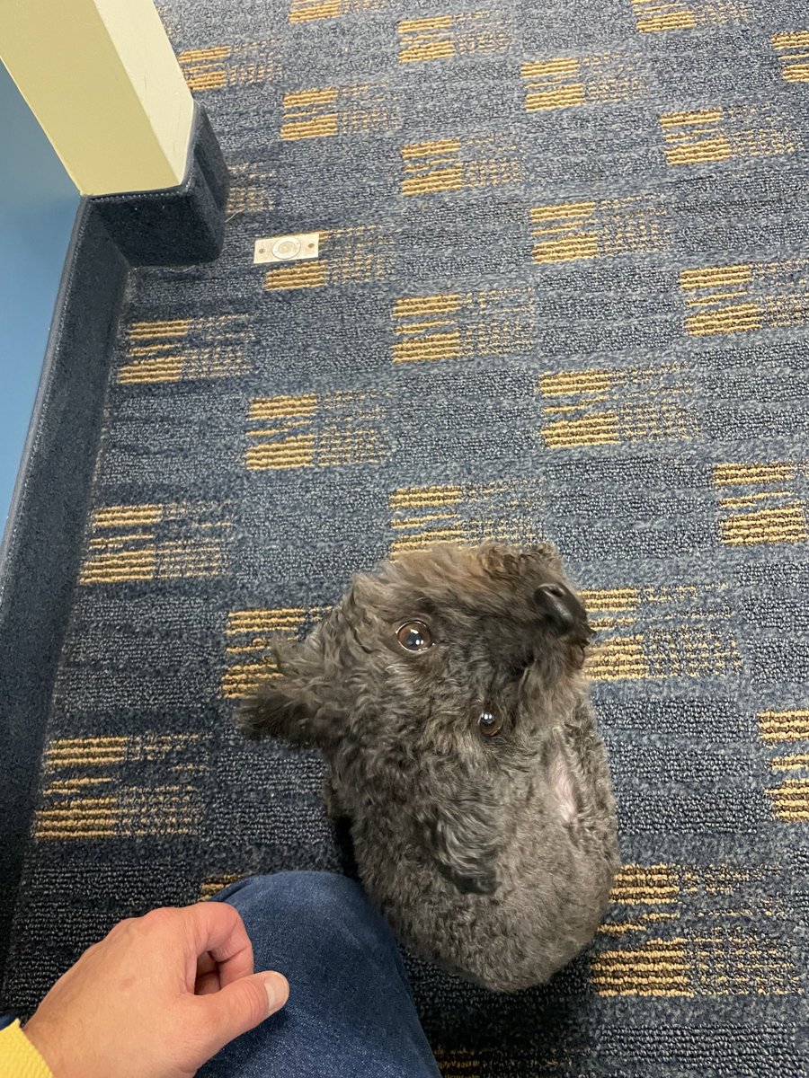 drmish's tweet photo. The Dean of @UMFlintSOM is guarded by a friendly but watchful companion, #KonaMishra . Has already made friends with student assistants Achala and Perla. She will do some tricks for @MilkBone brushing chews! @KarenMishra https://t.co/5iTluaSIlk