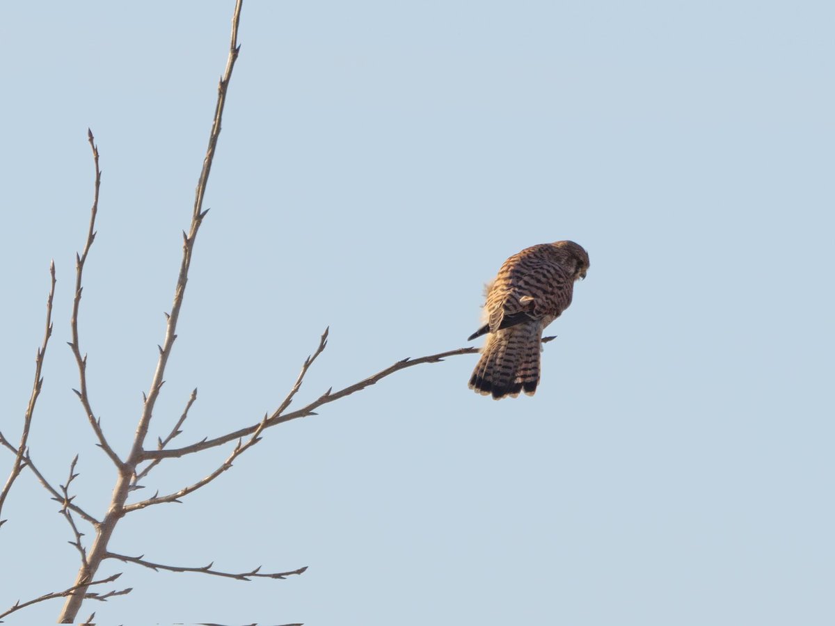 ajorienteering's tweet image. Kestrel, goldfinches and tree sparrows, stoat, long tailed tits @NorthCaveWet cold sunny Friday.