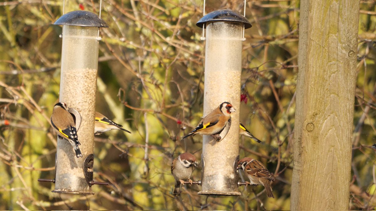 ajorienteering's tweet image. Kestrel, goldfinches and tree sparrows, stoat, long tailed tits @NorthCaveWet cold sunny Friday.