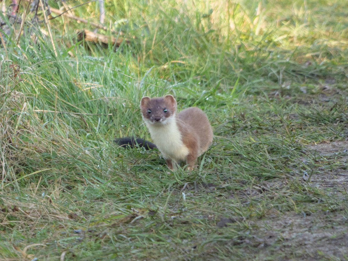 ajorienteering's tweet image. Kestrel, goldfinches and tree sparrows, stoat, long tailed tits @NorthCaveWet cold sunny Friday.