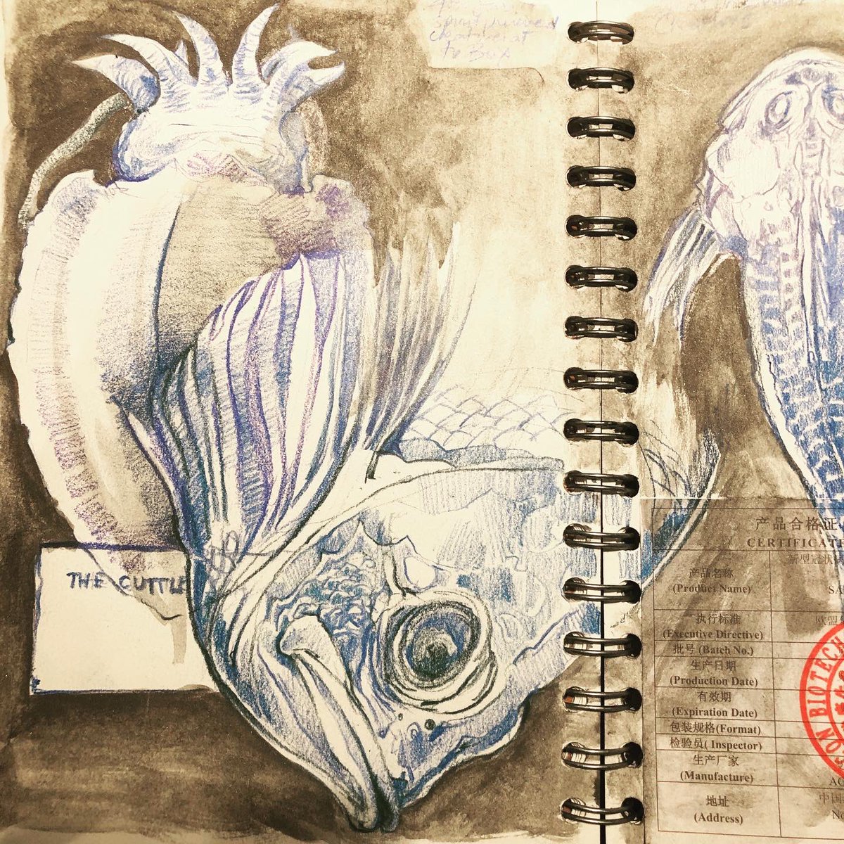 WreckDive's tweet photo. The Box - Plymouth. Wonderful - 1 hour sketching before the museum closed - blue pencils - as a reward to myself for writing on Wednesday - here in the wet specimen collection - again, I can’t keep away. #thebox @theboxplymouth #sketchbook #draw #drawing #fish #wetspecimens #uk https://t.co/VlhMrElJ4w