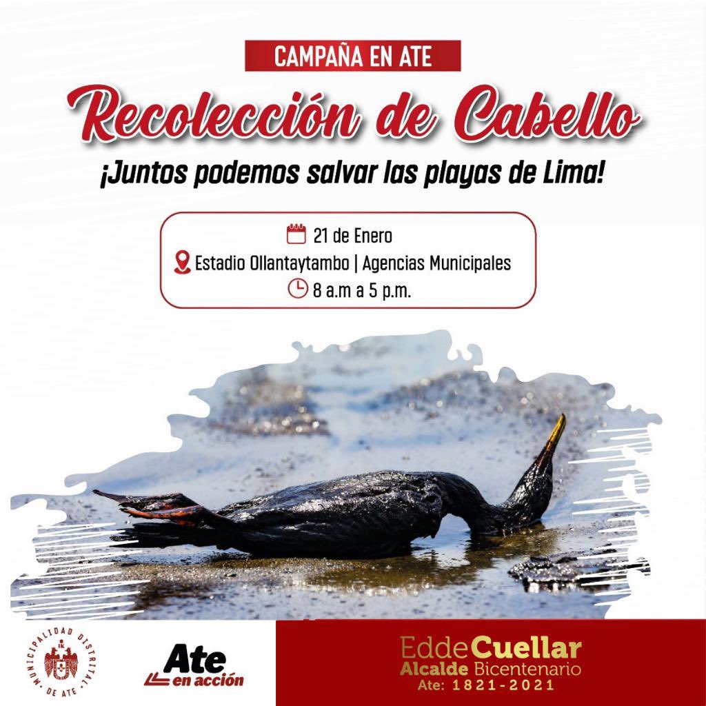 eddecuellar_'s tweet photo. En la corporación municipal estamos realizando una campaña de #RecolecciónDeCabello 💇🏽‍♀️. Recordemos que un kilo de cabello puede extraer hasta 8.5 kilos de petróleo.
🗓 Del 21 al 23 de Enero 
🏠 Estadio Ollantaytambo y Agencias Municipales
#AteBicentenario 🇵🇪 Lo haremos juntos! https://t.co/DsWEm3sssz
