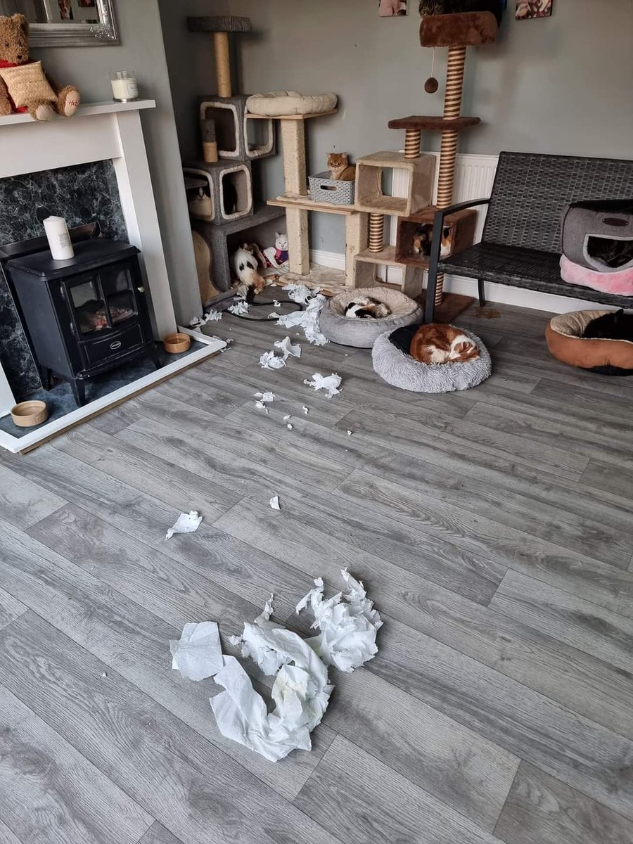 BCWRkittens's tweet photo. Sooo I came downstairs earlier to something that looked like a scene from Narnia...
I had my suspicion who the little culprit may be & was soon proved right when I began scooping the 2 full kitchen rolls up into a bag.
#manishatherescuekitten #fridayfeline #FridayNight #BCWR https://t.co/gYyN7YRln5