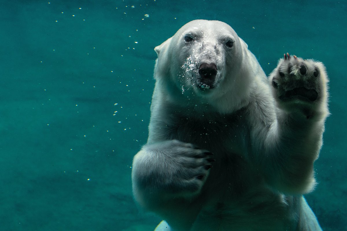 WN_Society's tweet photo. Did you know that Polar bears are the only bear species to be considered marine mammals? Because they spend most of their lives on the sea ice of the Arctic Ocean they are classified as marine animals.
#ArticLife #WildAboutNature #WildNeighbours
📸 credit: Peter Neumann https://t.co/Idx1sQafO4