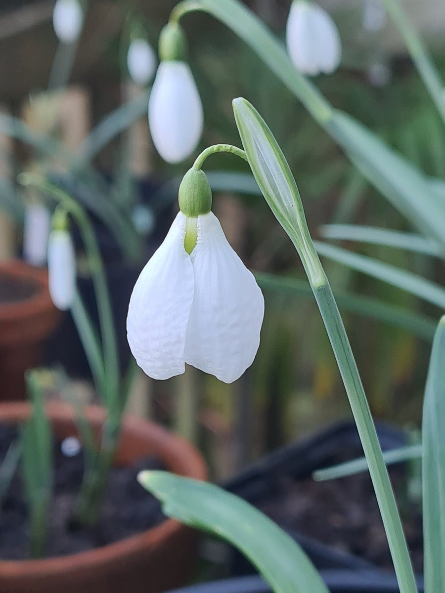 NaomiSlade's tweet photo. Galanthus 'Diggory', a present from someone who loves me, hanging out with his snowdrop mates.
#snowdrop #galanthus #snowdroplove #snowdropseason #snowdropbook https://t.co/x9WNV5SjcP