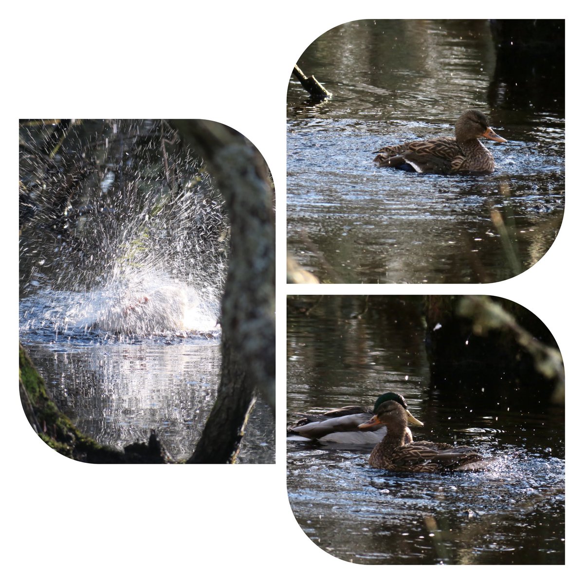 🎼Splash splash I was taking a bath.....

Well how was I to know there was a party going on🎼

They didn't know they had an audience😅
#mallards #ShellBay #BirdsSeenIn2022