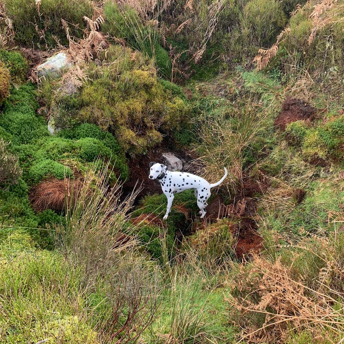 Miniclick_'s tweet photo. Today we went up a Welsh mountain - refreshing (mmm…me thinks it was cold), beautiful and freeing
#corathespottyone #Wales #Dalmatian @visitwales @VisitNorthWales #dogs #spottydogs https://t.co/EgbLXWEVFr