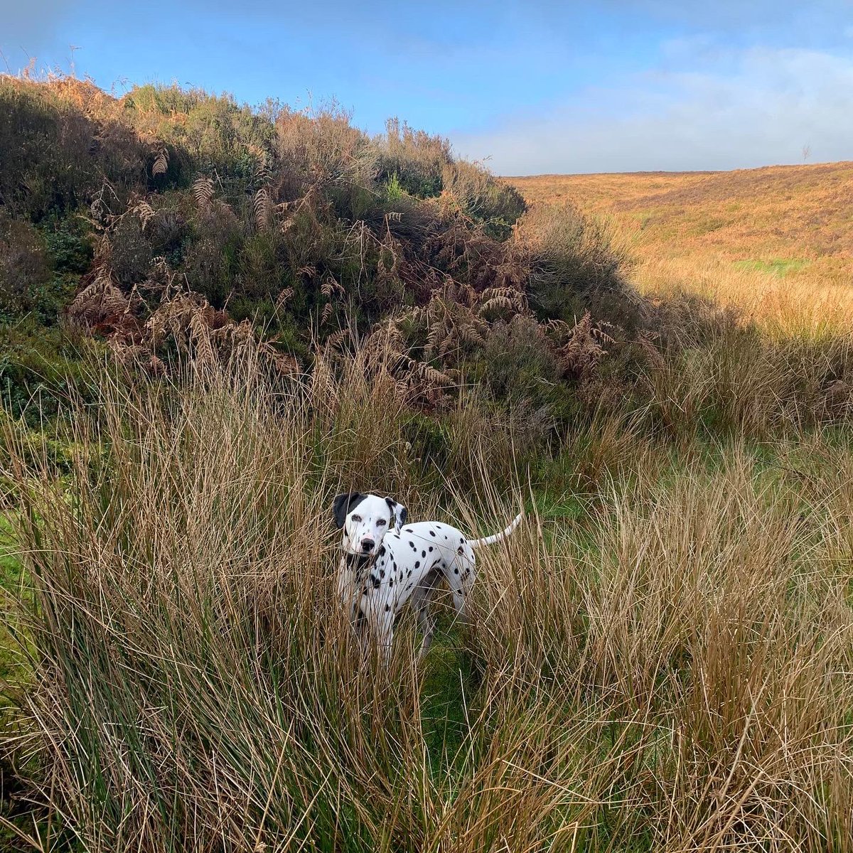 Miniclick_'s tweet photo. Today we went up a Welsh mountain - refreshing (mmm…me thinks it was cold), beautiful and freeing
#corathespottyone #Wales #Dalmatian @visitwales @VisitNorthWales #dogs #spottydogs https://t.co/EgbLXWEVFr