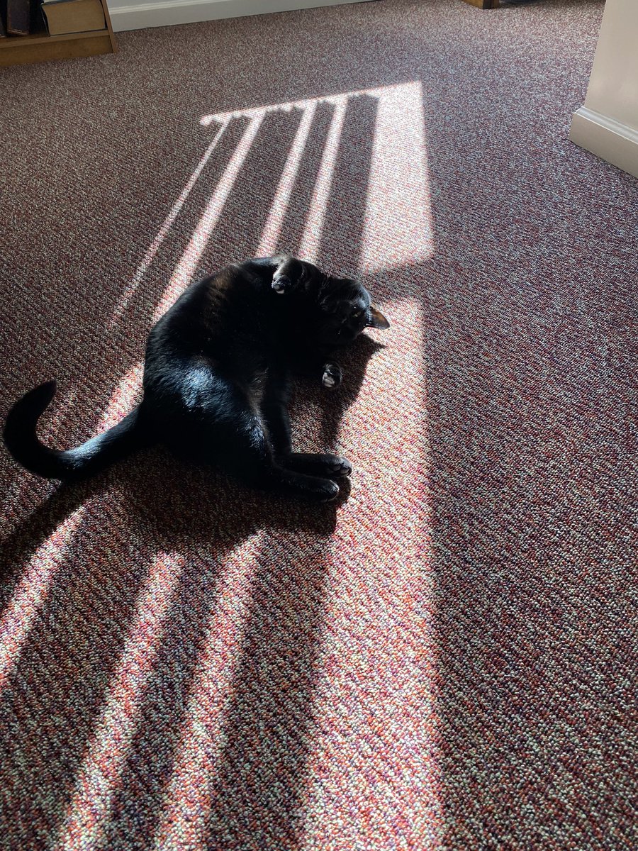 CharlieBlackCa1's tweet photo. I found this fantabulous sun puddle. #CatsOfTwitter #HappyCharlie https://t.co/uQ3PW1TDRT