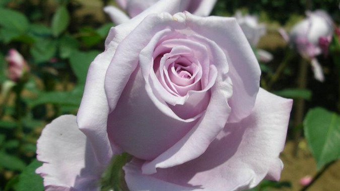 tanosiisupi_bot's tweet image. I affirm myself.

わたしは、わたしを肯定します。
#affirmation #肯定