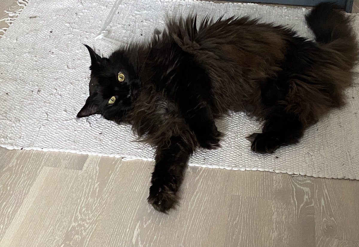 TheBlackFluff's tweet photo. High on catnip…. 

Happy birthday to me. #NewToys #BirthdayQueen #Spoiled https://t.co/4wwwu6KJtg