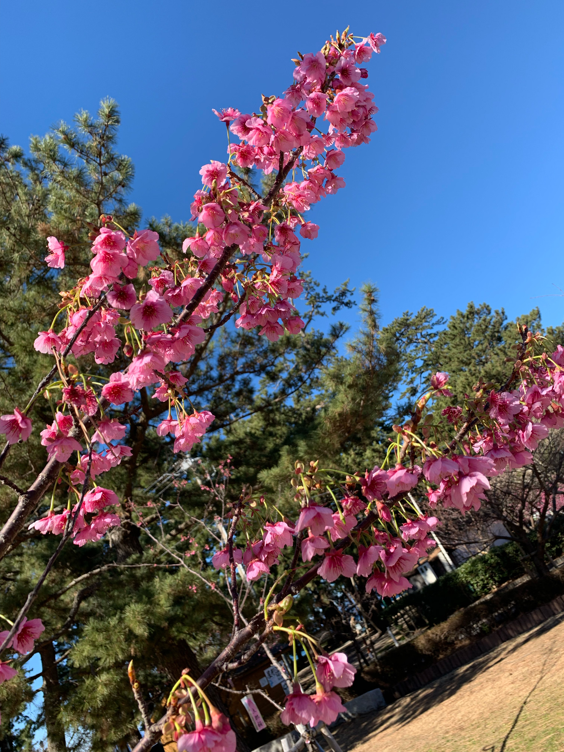 土肥桜まつり Twitter Search Twitter