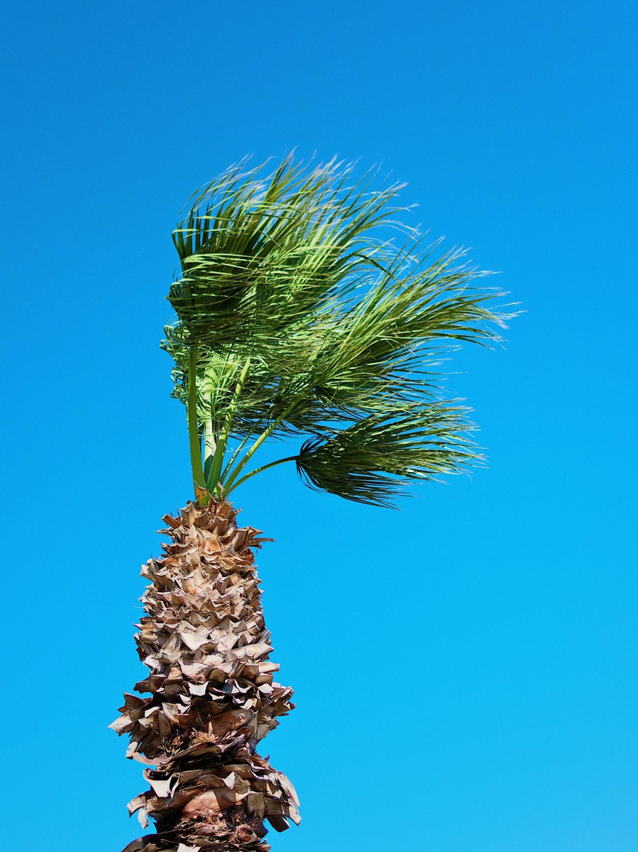 CityGardenGrove's tweet photo. HIGH WIND WARNING⚠️💨

There is a high wind warning set to go in affect today, January 21, at 3:00 p.m. until tomorrow, January 22, at 6:00 p.m. Stay safe out there!

#GG1956 #highwinds #StaySafeGG https://t.co/GEr8mzyL82