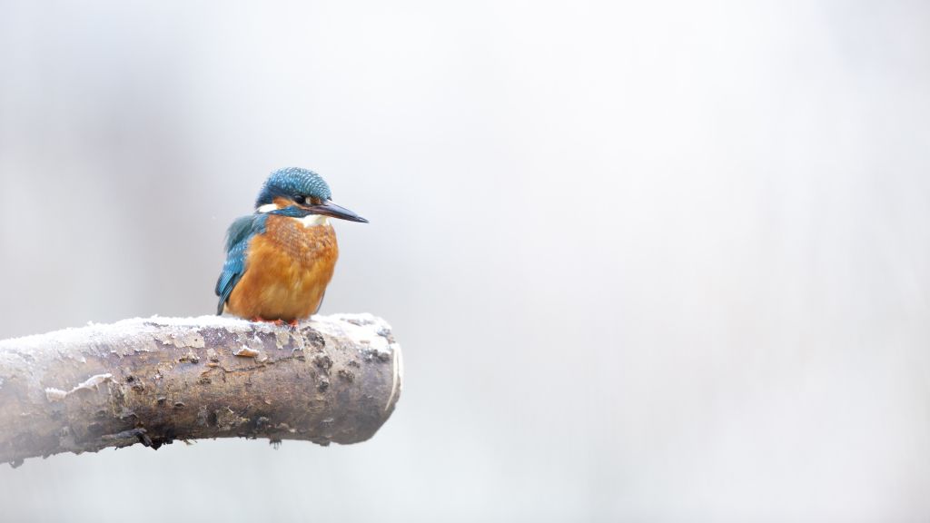 Any excuse to post a kingfisher photo 👀 #Winterwatch @BBCSpringwatch