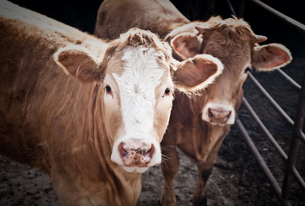 MercyForAnimals's tweet photo. Cows experience joy, loneliness, frustration, fear, and pain just like the dogs and cats who share our homes. 

Despite this, the meat industry subjects them to unspeakable cruelty, like mutilations without painkillers, neglect, and violent deaths. https://t.co/LHpT0u78s2