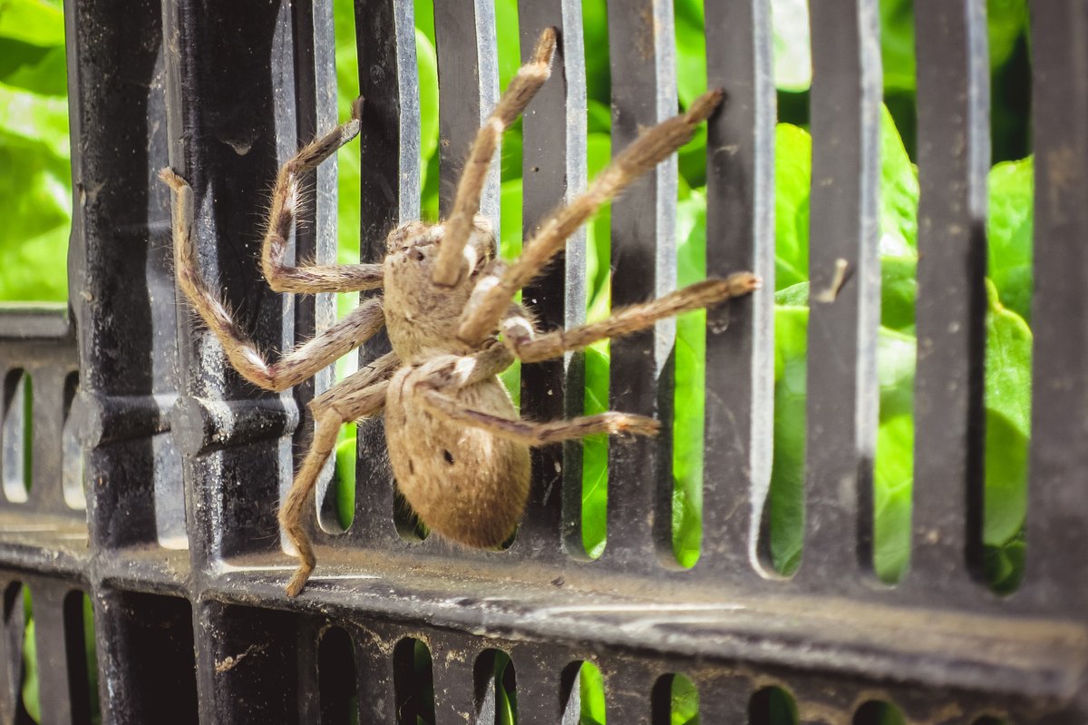 OttawaHealth's tweet photo. Anytime you regret living where the air hurts your face, just remember that while we issue many frostbite advisories, we’ve never once issued a #HuntsmanSpider advisory.

Call 2-1-1 for info on community winter support &amp; call 3-1-1 to help someone get out of the cold. https://t.co/nqlg3XyS2C