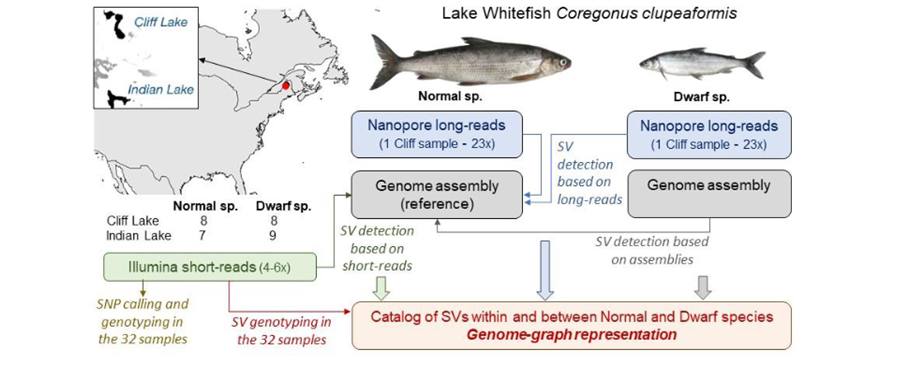 New preprint from us: Genome assembly, structural variants, and genetic differentiation between Whitefish young species pairs with long and short reads. Amazing lead by @ClaireMerot <a href="/GenomeCanada/">Genome Canada</a>  @Popgen_Papers
 biorxiv.org/content/10.110…